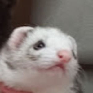 Meet your Posher, Karsten